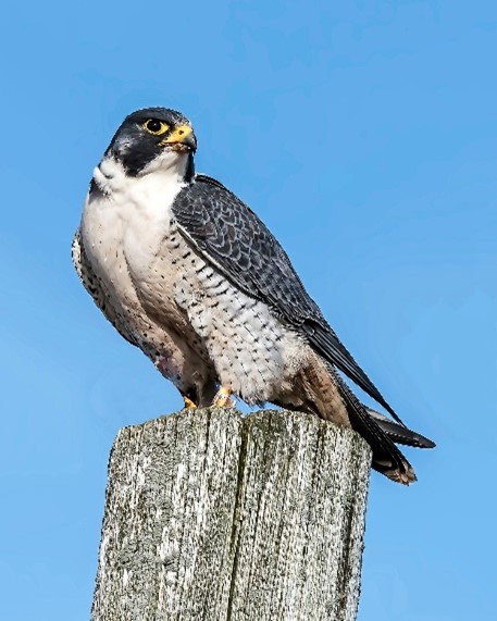 aguila