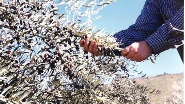 Coop. Alto Plancia
